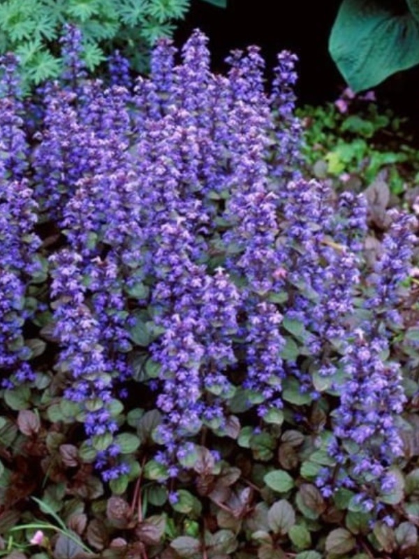 Ajuga reptans Chocolate chips