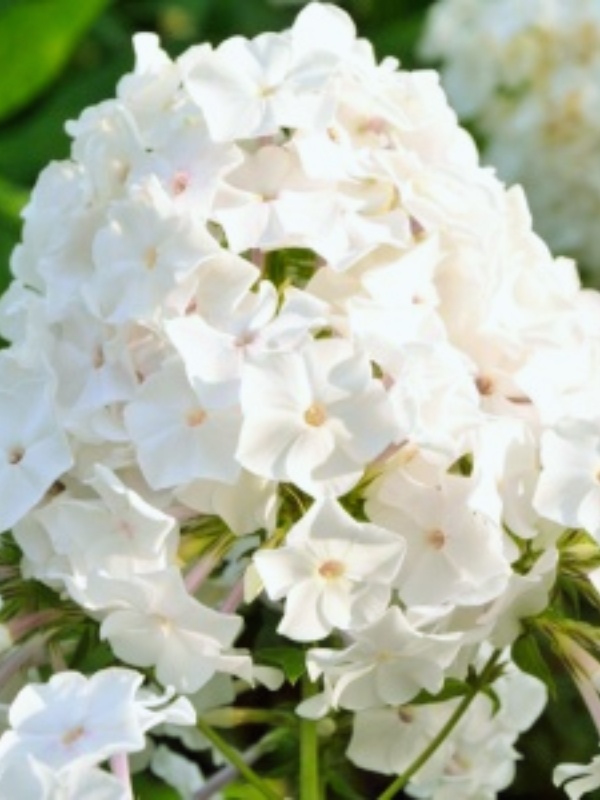 Brumarele (Phlox paniculata Famous White)