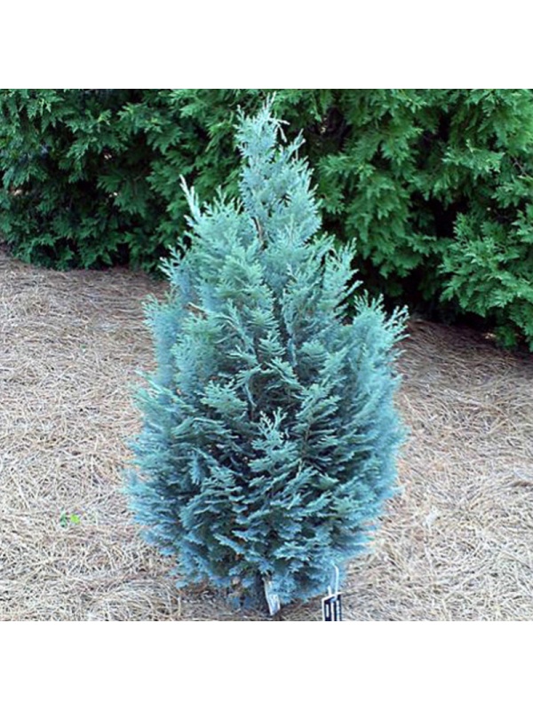 Chiparos albastru (Chamaecyparis law. Van Pelts Blue)