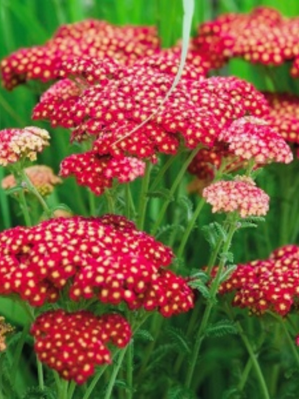 Coada șoricelului roșie (Achillea Cherry Queen)
