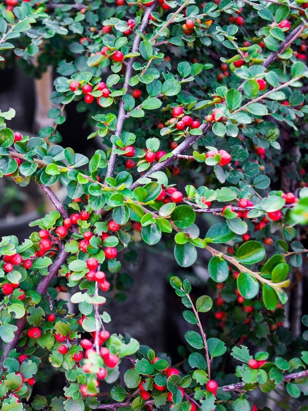 Cotoneaster (Cotoneaster horizontalis)