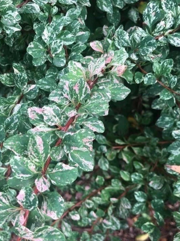 Dracila argintie (Berberis Silver Beauty)