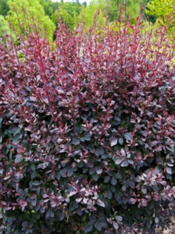 Dracila rosie superba (Berberis th. Superba)