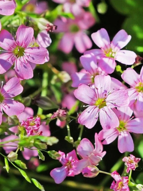 Floarea miresei roz (Gypsophila filou rose)