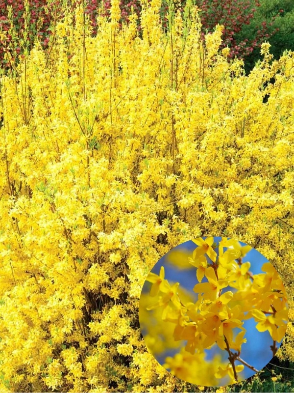 Forsitia (Forsythia int. Lynwood)