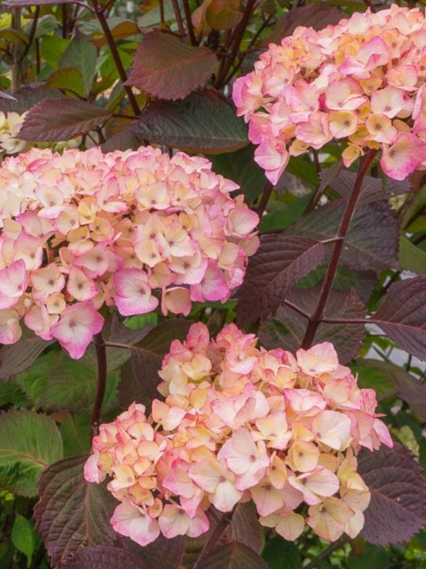 Hortensie (Hydrangea serrata Preziosa)