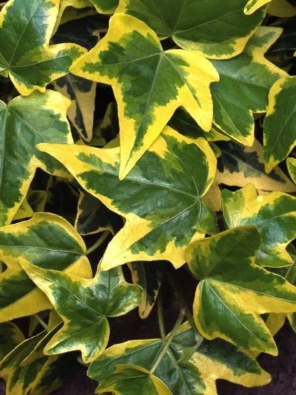 Iedera (Hedera helix Goldchild)