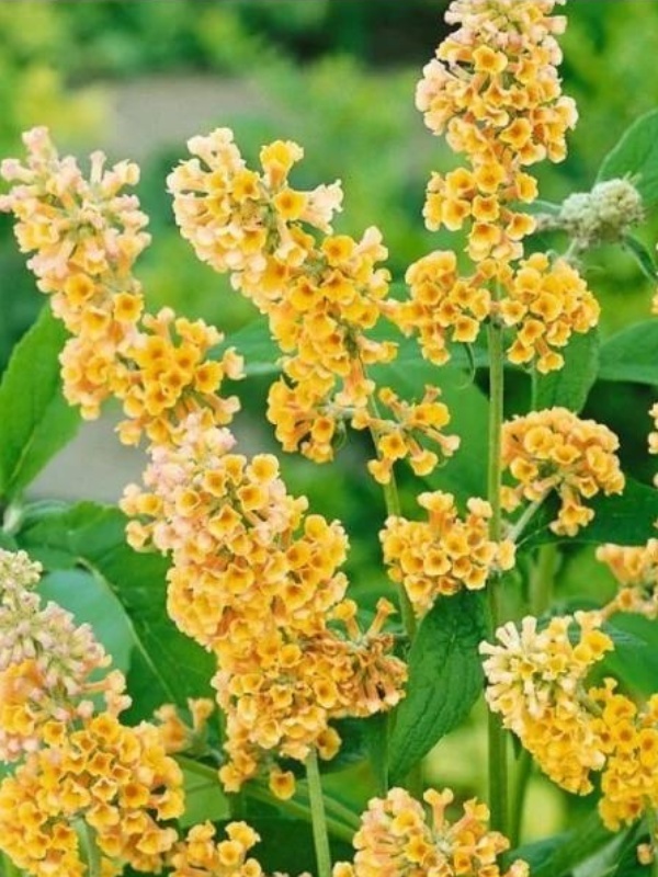 Liliac de vara galben (Buddleja weyeriana Sungold)