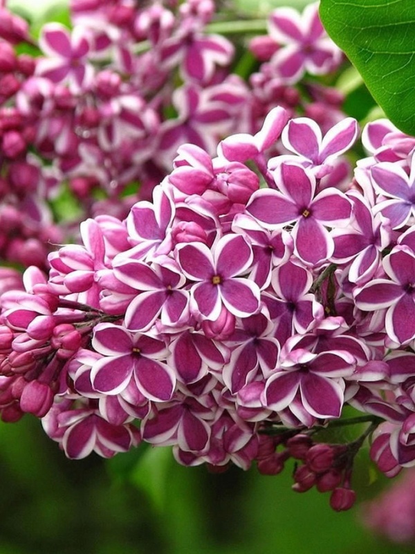 Liliac mov cu alb (Syringa vulg. Sensation)