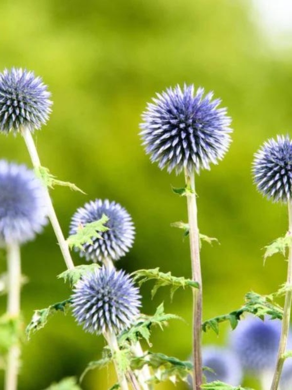 Maciuca ciobanului (Echinops bannaticus Blue Globe)