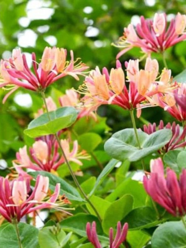 Mana Maicii Domnului rosie (Lonicera japonica American Beauty)