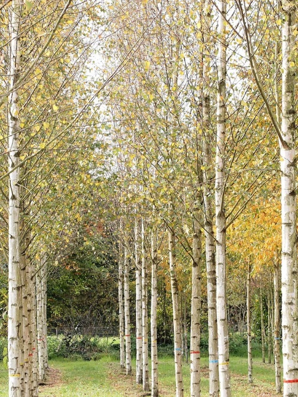 Mesteacan (Betula pendula) 30-50 cm
