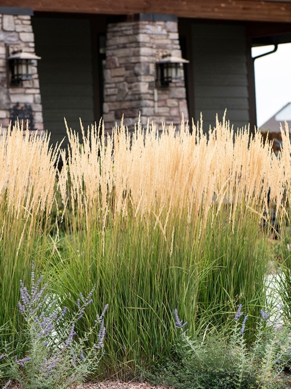 Pene de stuf, iarba decorativa (Calamagrostis acut. Karl Foerster)