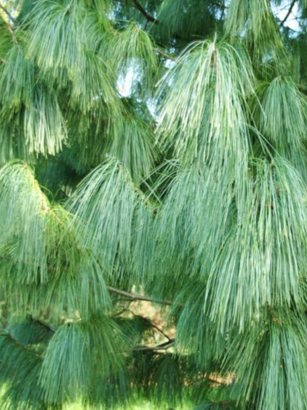 Pin de Himalaia (Pinus griffitti/wallchiana)