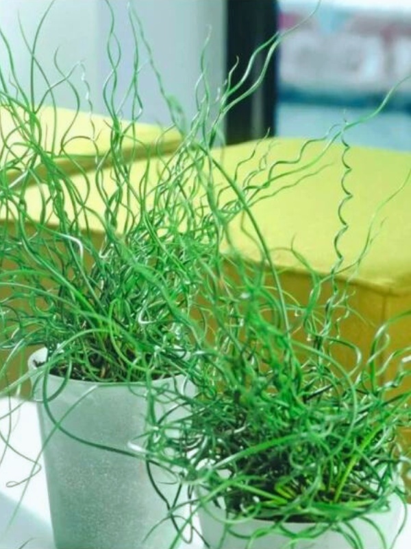 Pipirig spiralat, iarba creata (Juncus effusus Spiralis)