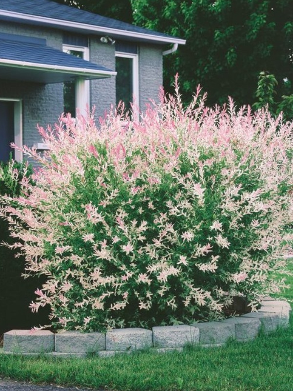 Salcie japoneza (Salix integra Hakuro Nishiki)