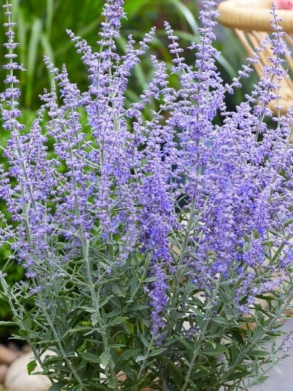 Salvie ruseasca (Perovskia atriplicifolia Blue Steel) ghiveci 2L