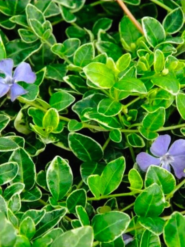 Saschiu (Vinca minor Argenteovariegata)