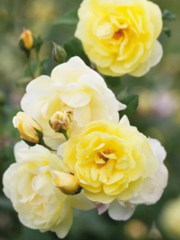 Trandafir pitic galben (Rosa Yellow Fairy)