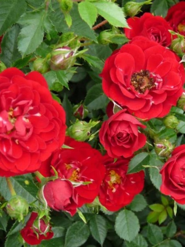 Trandafir pitic rosu (Rosa Rote the Fairy) 10 cm
