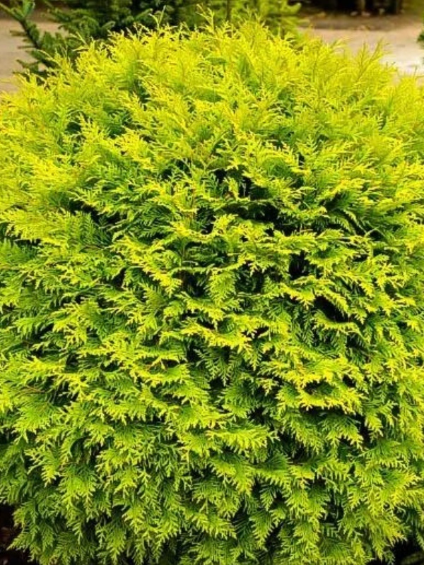 Tuia glob galbena (Thuja occ. Golden Globe)