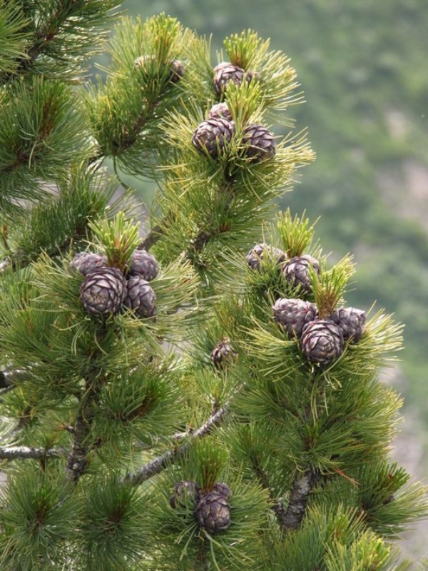 Zambru (Pinus cembra)