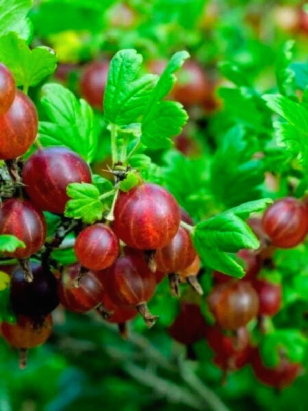 Agris rosu (Ribes uva-crispa Hinnonmaki Rod)