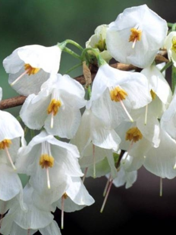 Arbore de ghiocei (Halesia carolina)