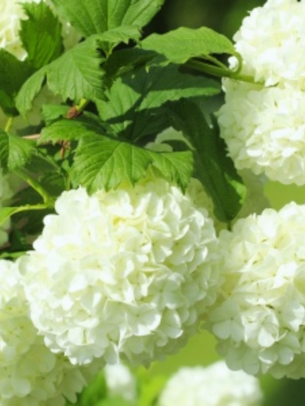 Bulgăraș de zăpadă (Viburnum opulus Roseum)