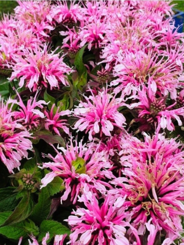 Busuioc Turcesc (Monarda didyma Balmy Pink)