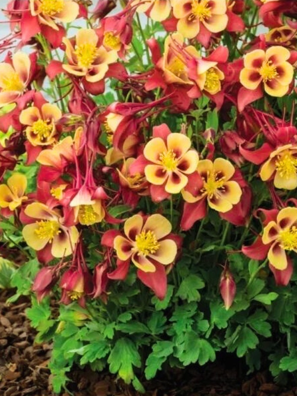 Caldaruse (Aquilegia caerulea Earlybird Red Yellow)