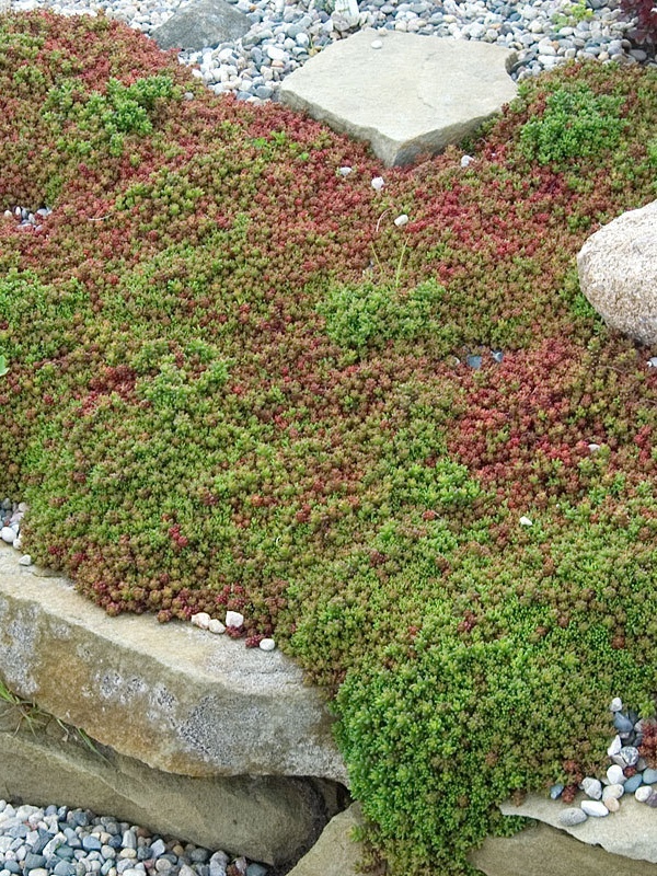 Covoraș stâncărie (Sedum Coral Carpet)