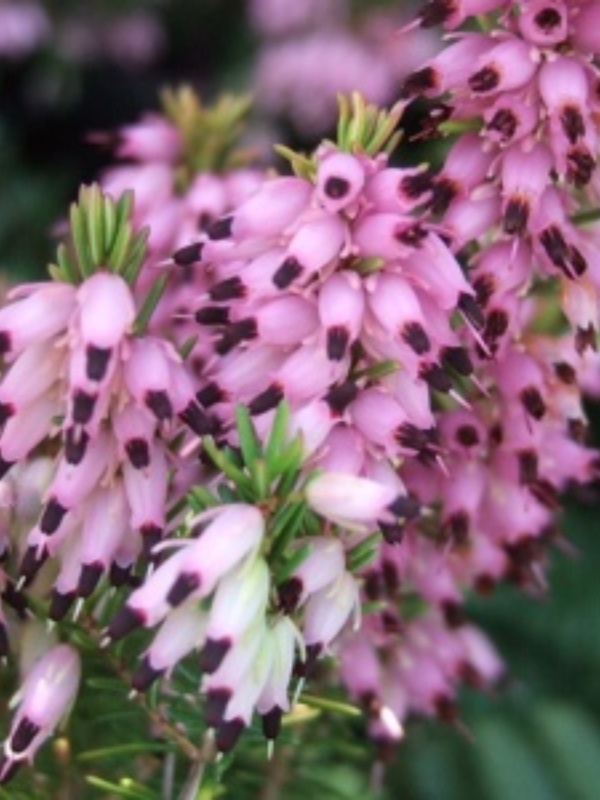 Erica (Erica darl. Erica Kramer s rote)