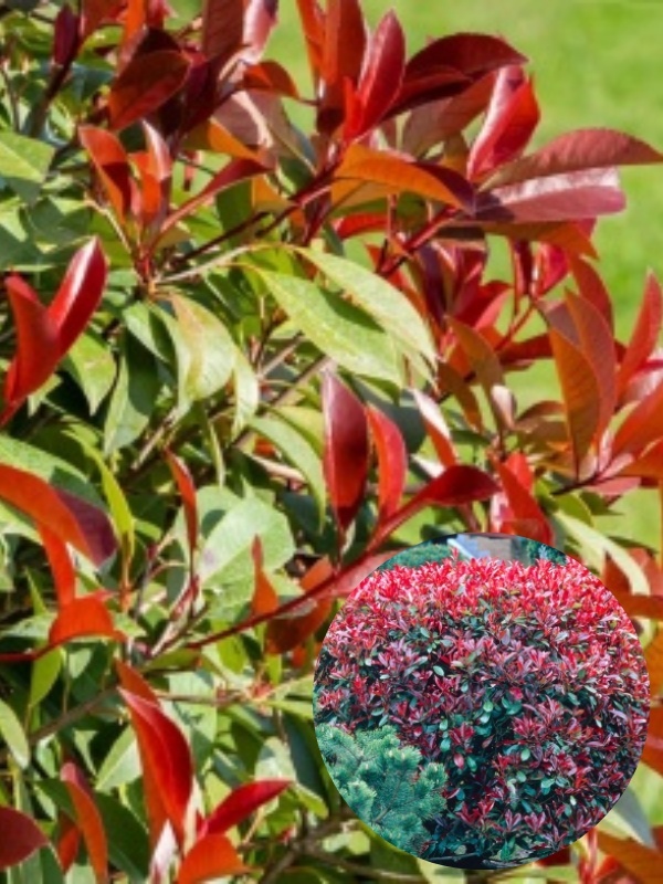Fotinie (Photinia fraseri Red Robin)