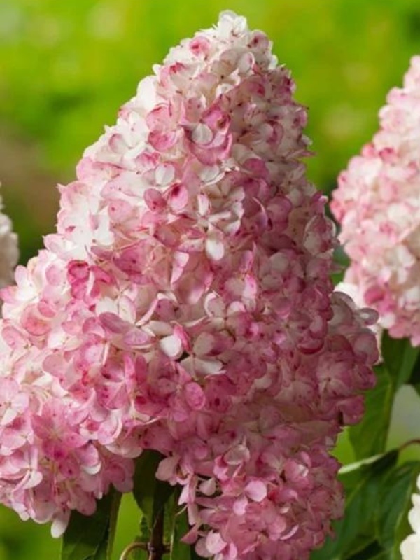 Hortensia roz (Hydrangea paniculata Vanille Fraise)