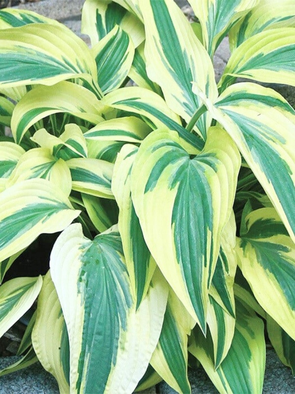 Hosta 'lakeside dragonfly'
