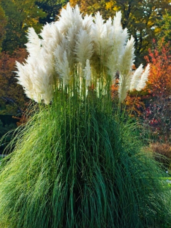 Iarba de pampas alba (Cortaderia s. White Plume) 30-80 cm