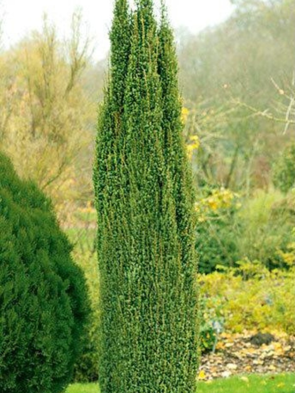 Ienupăr Arnold (Juniperus communis Arnold)