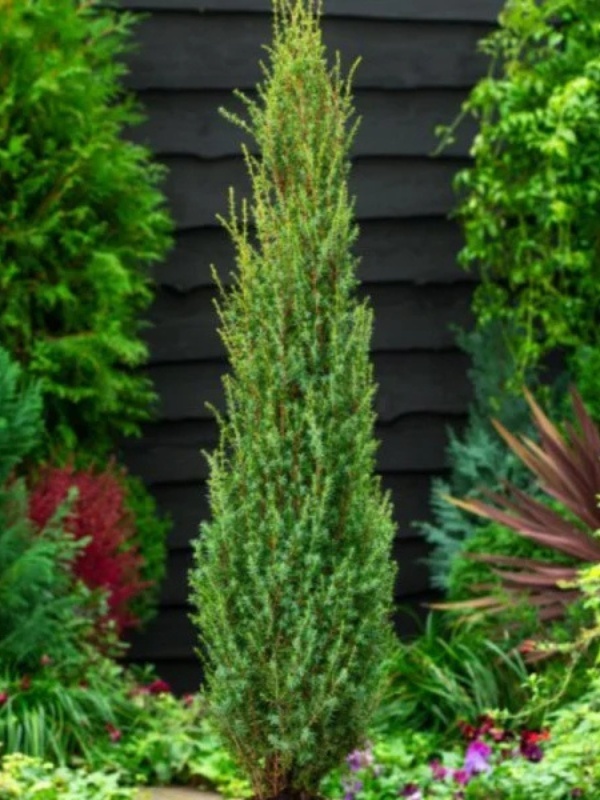 Ienupar Sentinel (Juniperus communis Sentinel)