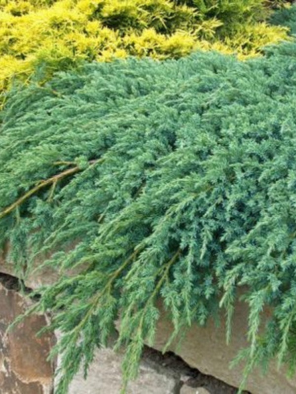 Ienupar tarator argintiu (Juniperus sq. Blue Carpet)