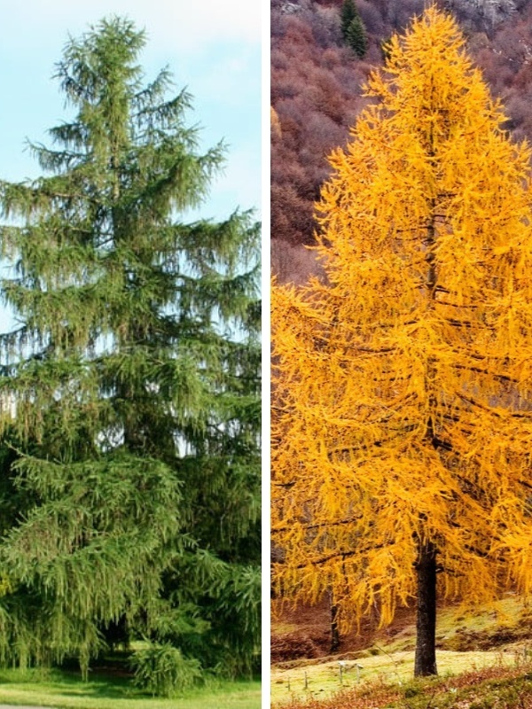 Larice, Zada (Larix decidua)