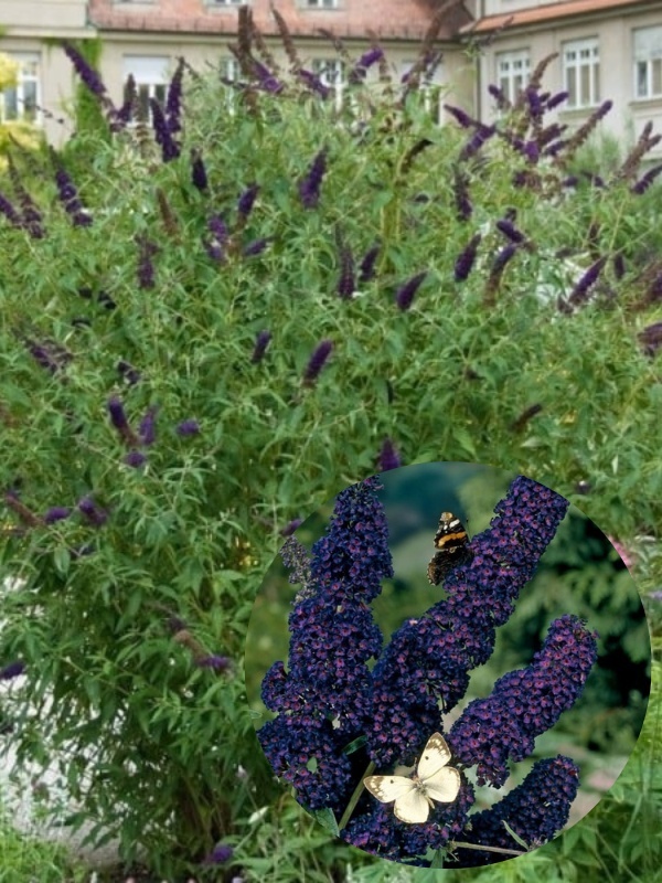 Liliac de vara mov inchis (Buddleja dav. Black Knight)