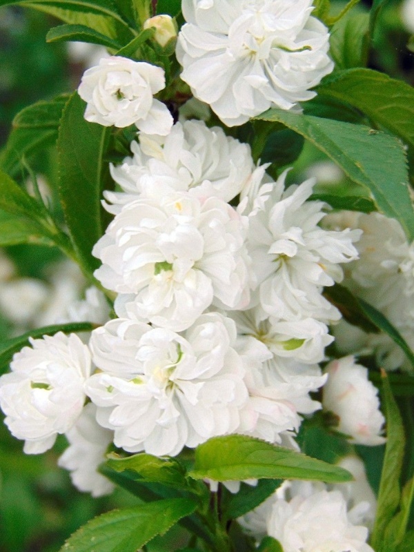Migdal japonez alb (Prunus glandulosa Alba Plena)