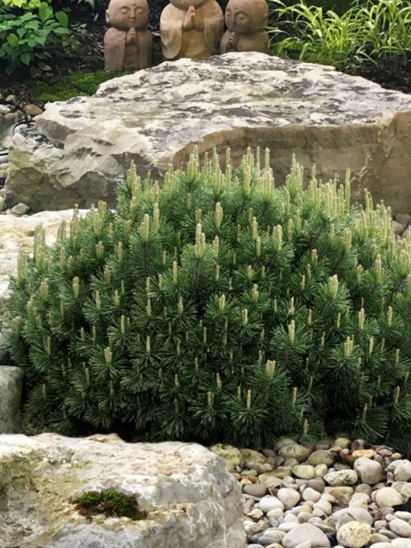 Pin pitic (Pinus mugo pumilio)