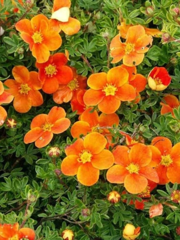 Potentila (Potentilla fruticosa Orange Star)