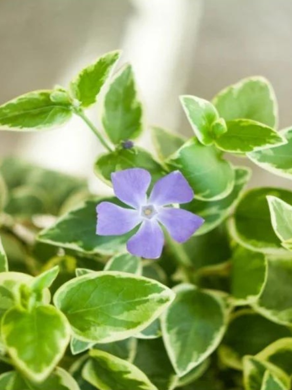 Saschiu (Vinca major Variegata)