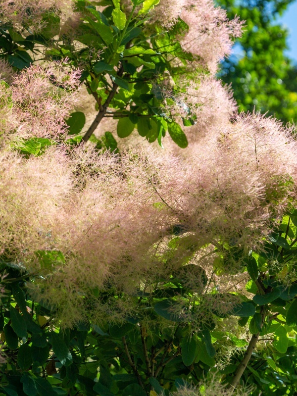 Scumpie (Cotinus coggygria)