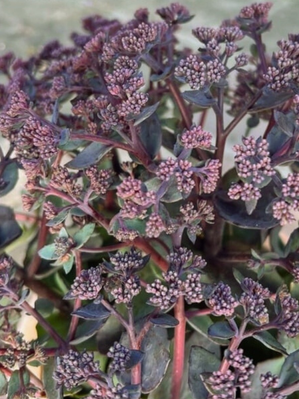 Sedum telephium Seduction Rose Soiree