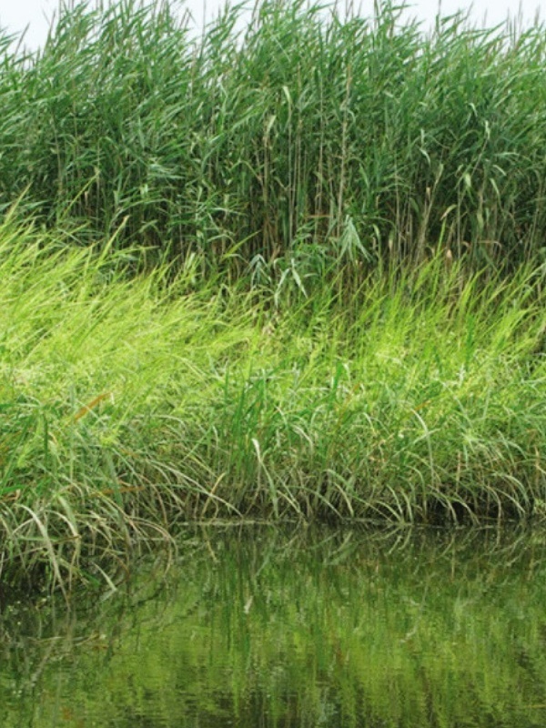 Stuf (Phragmites australis)
