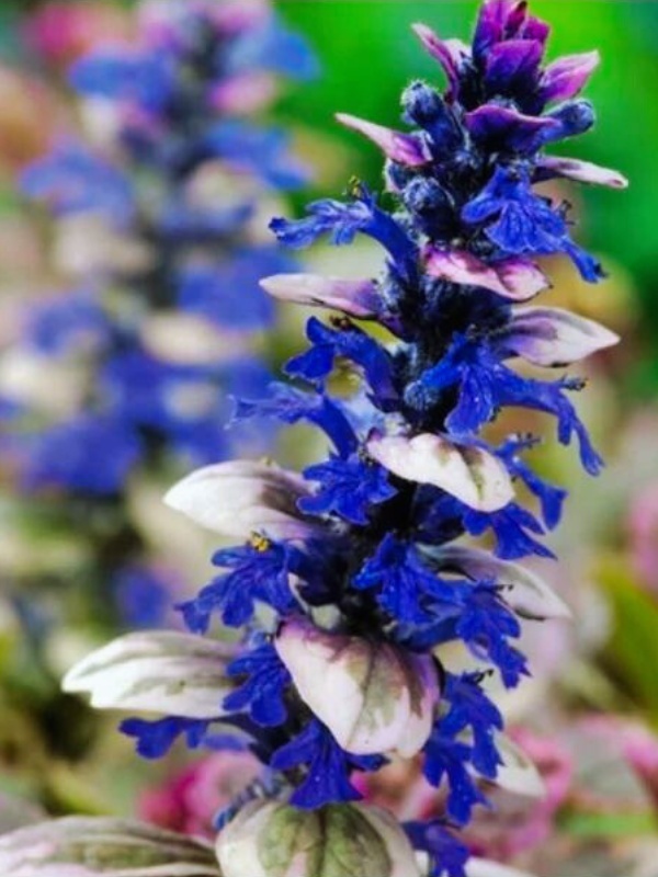 Vinerita (Ajuga reptans Burgundy Glow)